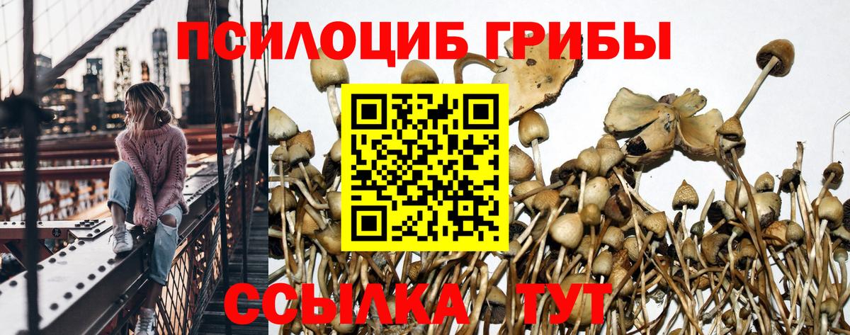 Псилоцибиновые грибы Psilocybine cubensis Кизляр