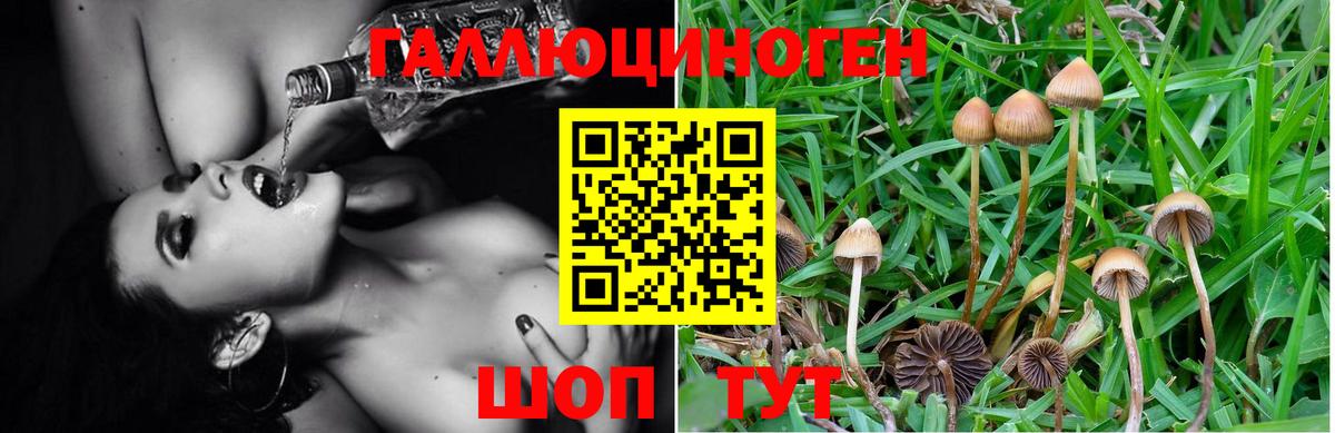 Кизляр  Галлюциногенные грибы GOLDEN TEACHER  купить наркотики сайты  Вход с VPN  Псилоцибиновые грибы Magic Shrooms 
